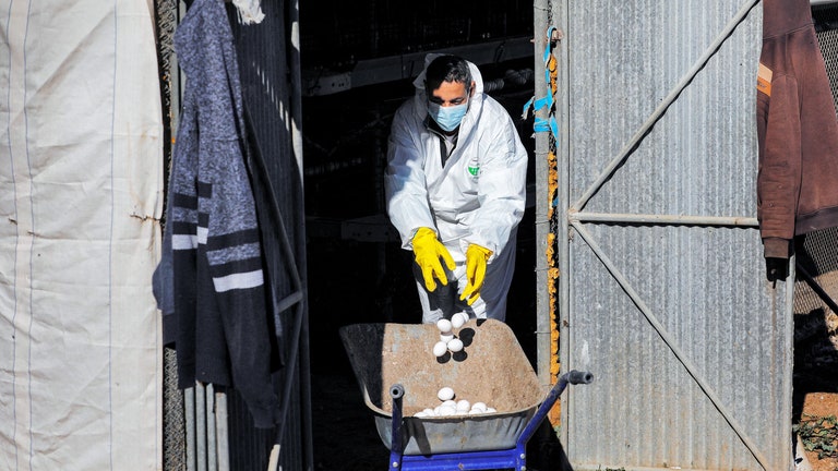 Worker getting rid of eggs