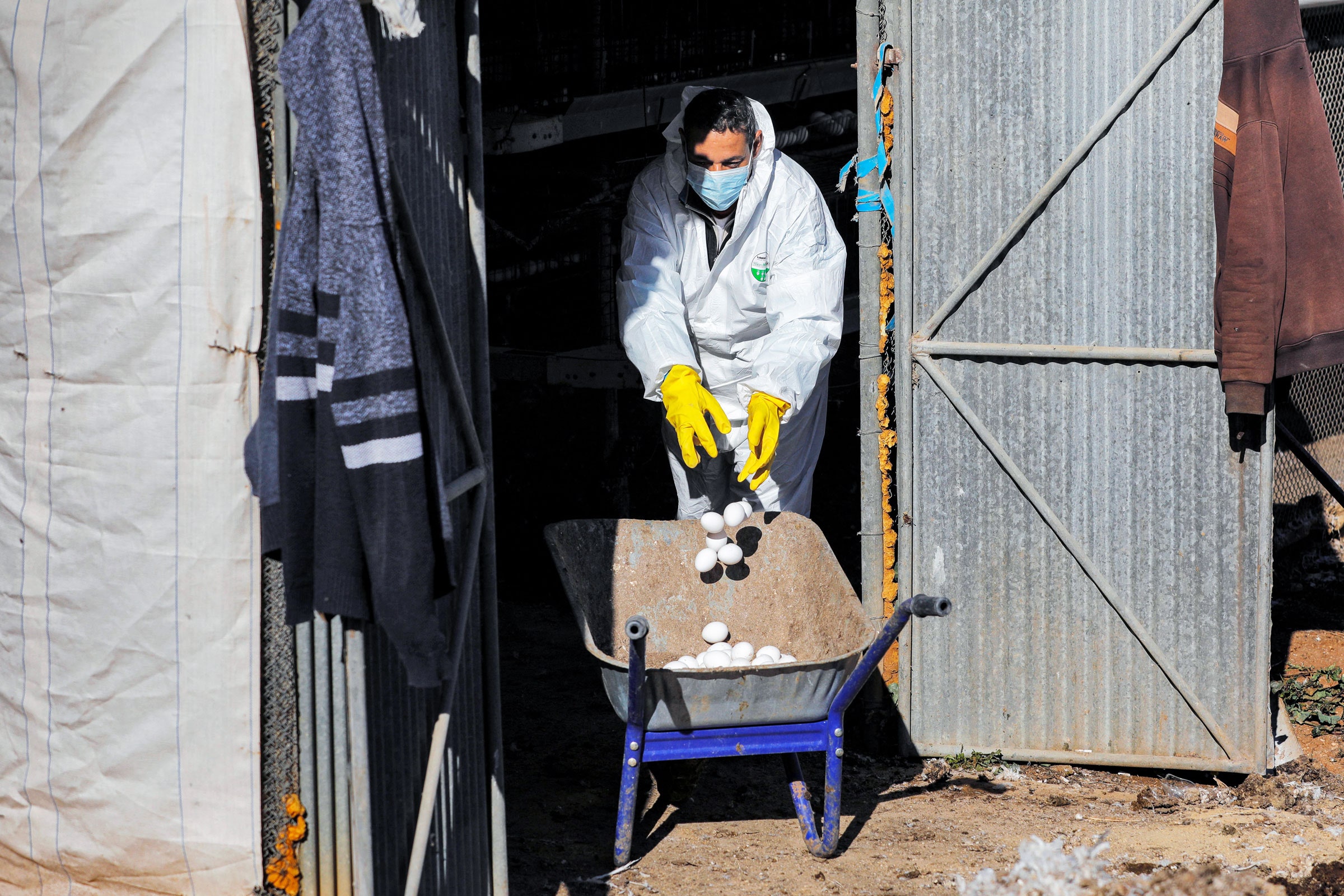 Worker getting rid of eggs