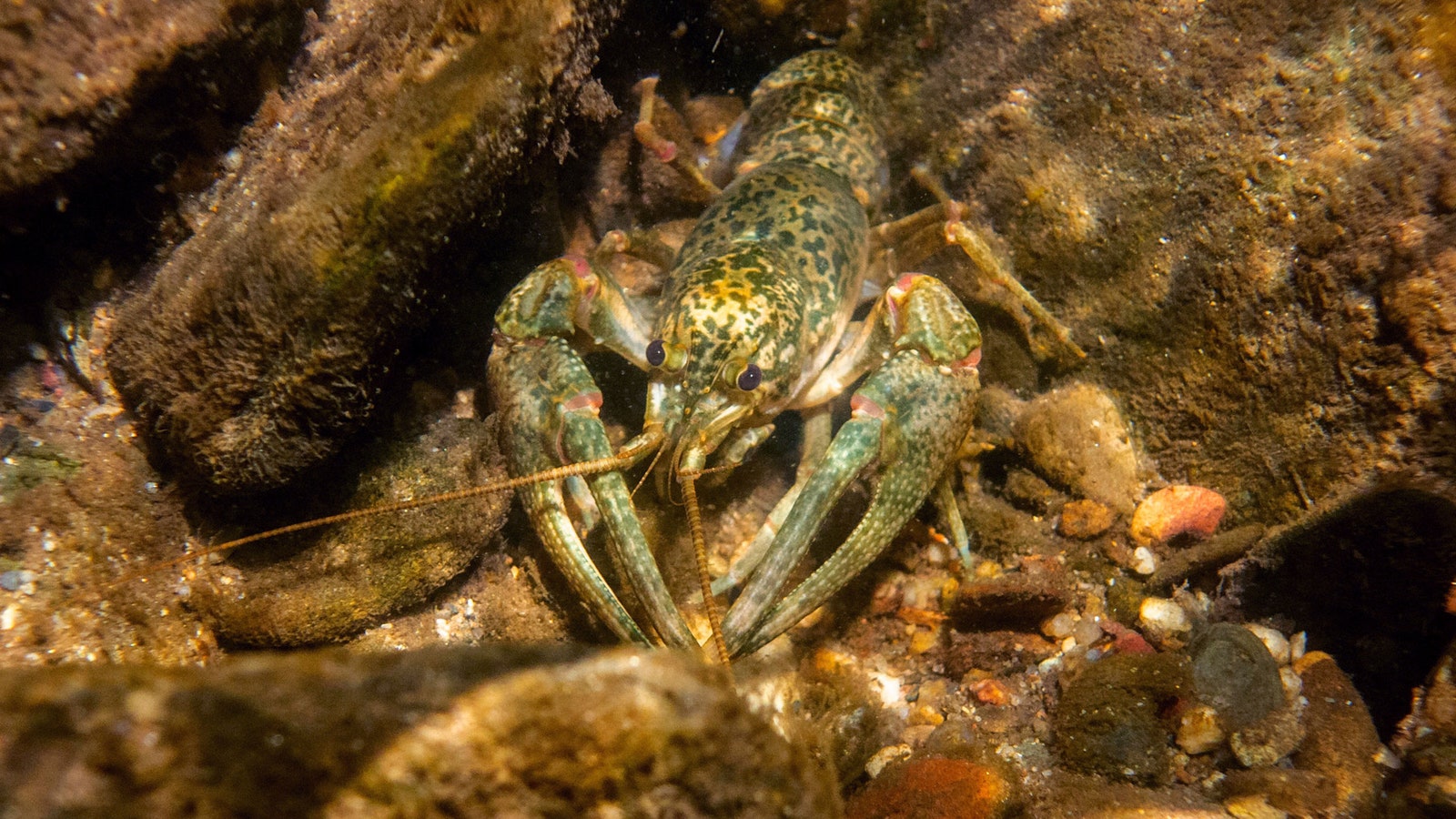 Marbled Crayfish underwater on rocks in South Carolina