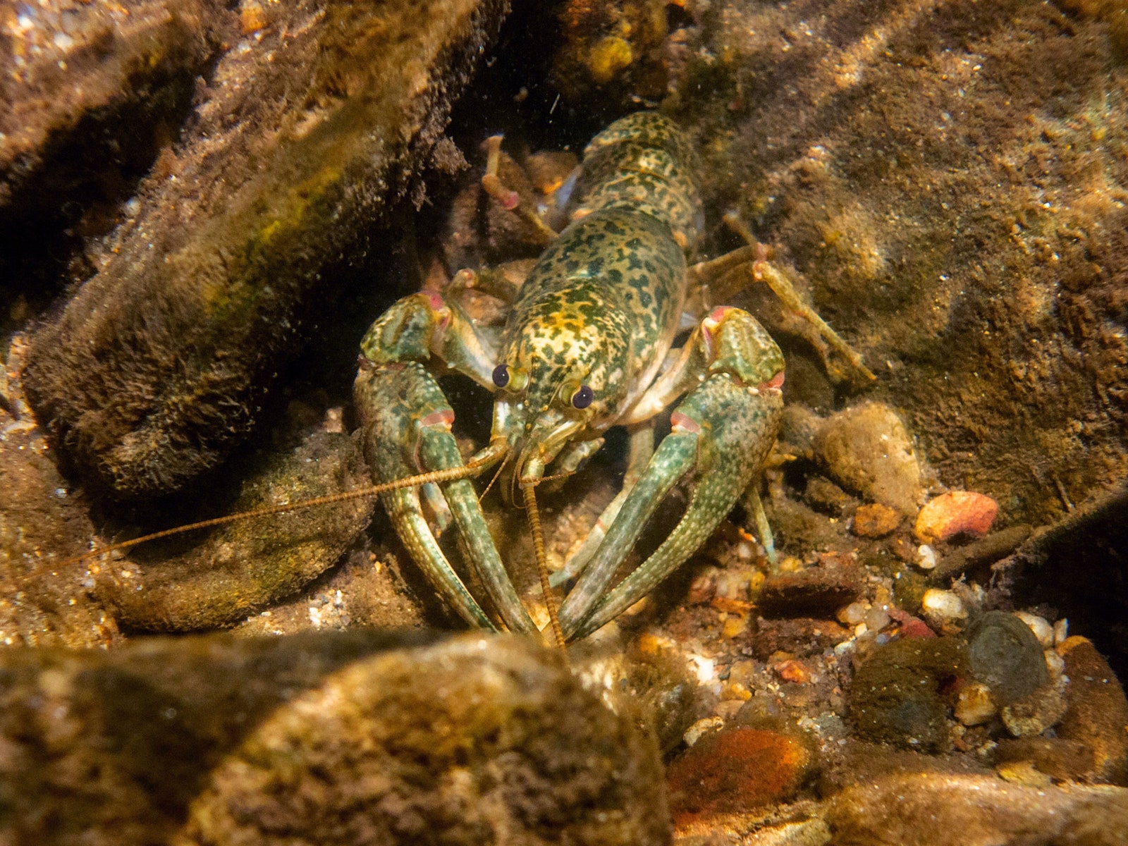 Marbled Crayfish underwater on rocks in South Carolina