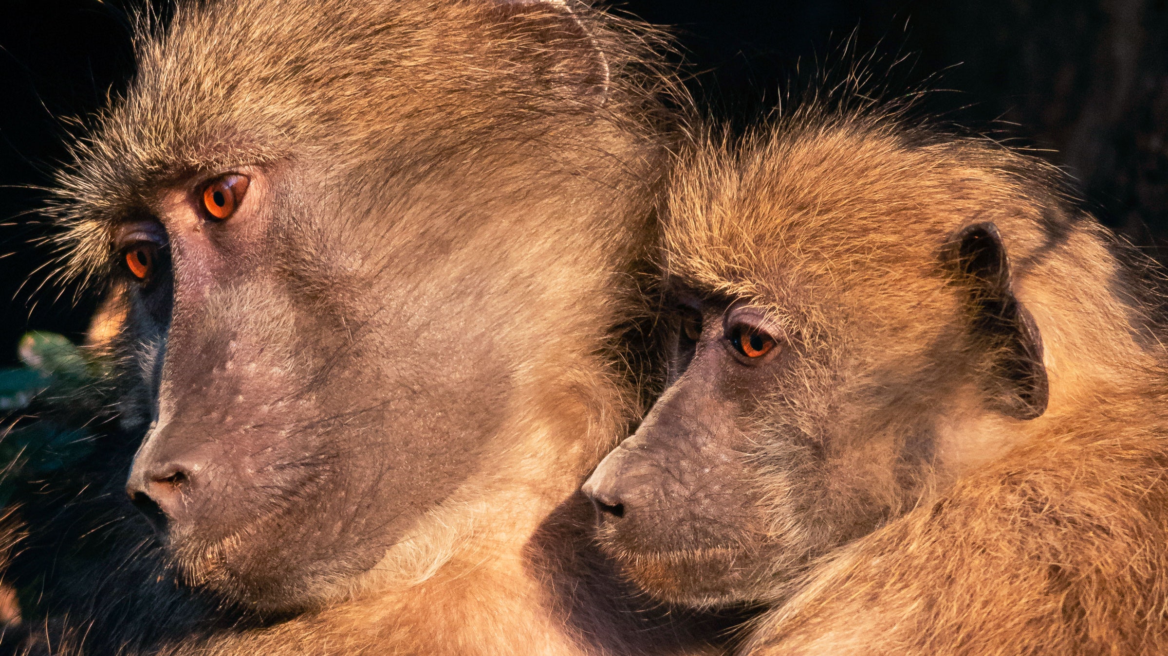 two olive baboons