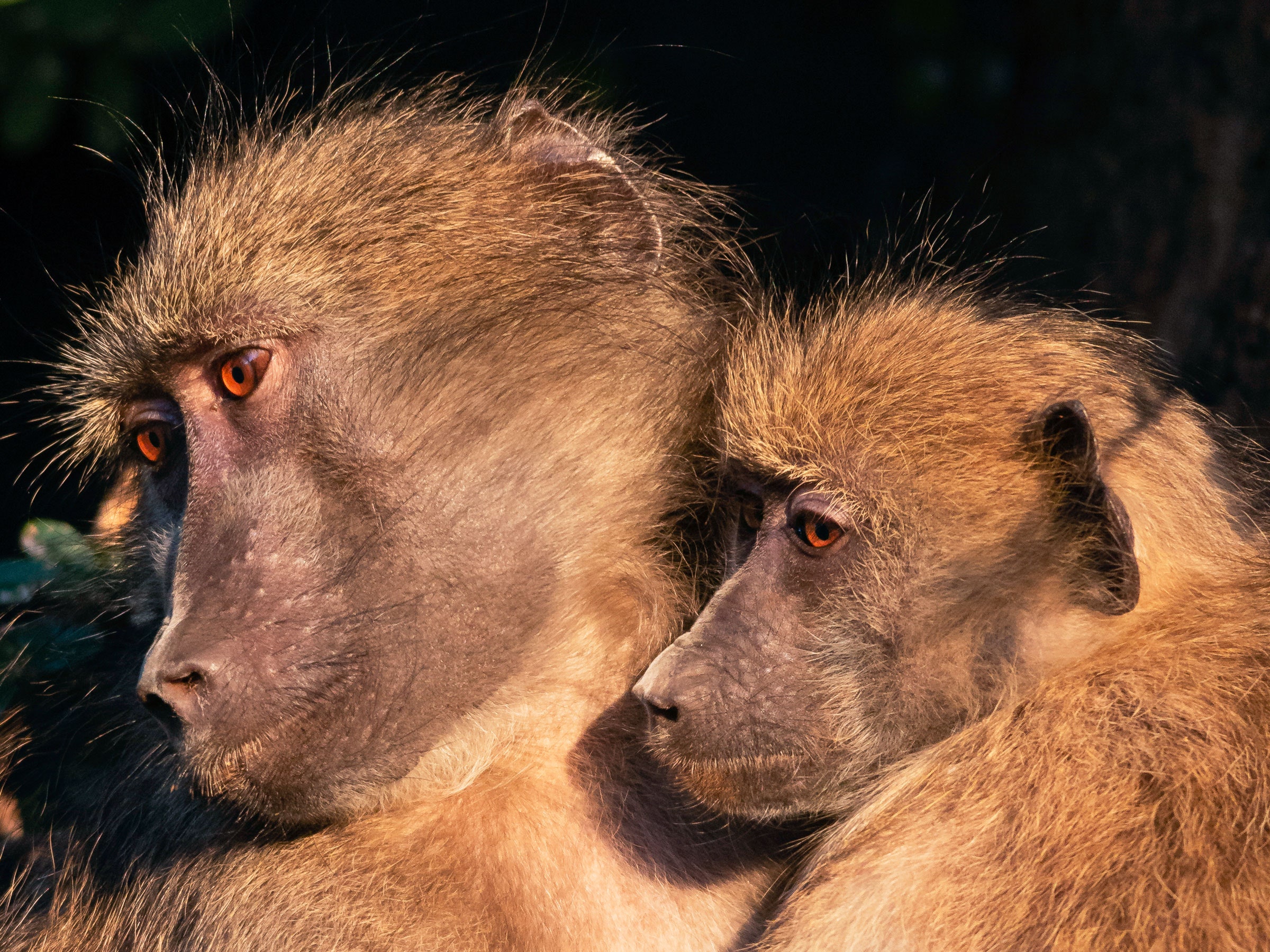 two olive baboons