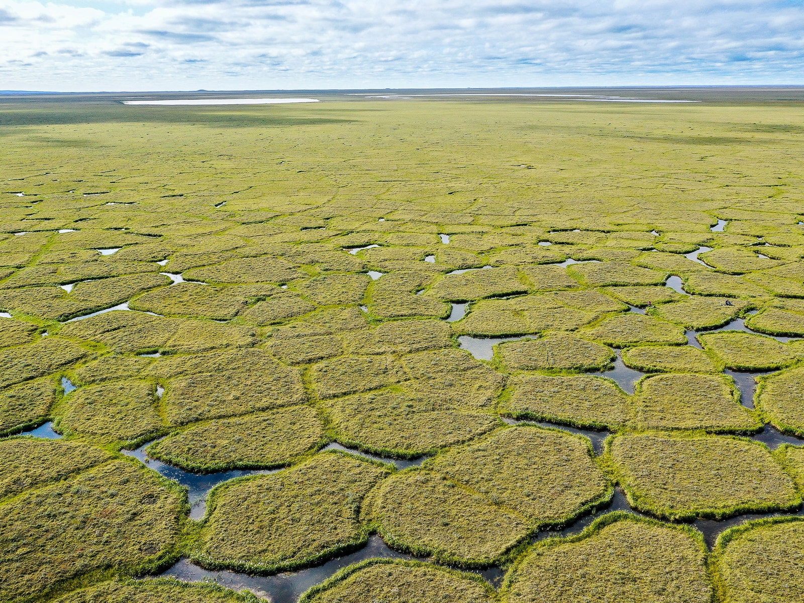 wetlands